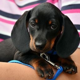 The original photo of Otto