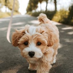 The original photo of Biscuit
